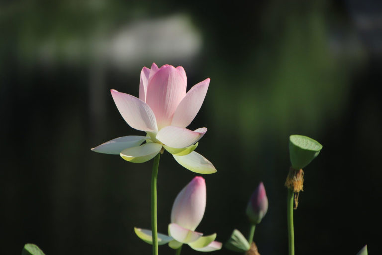 bocciolo fiore di loto ph Foto di Zhu Bing da Pixabay